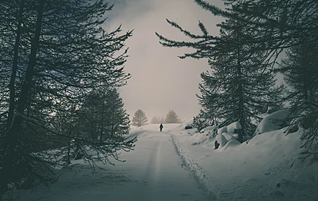 风景 雪 森林 树木 冬天 4K壁纸