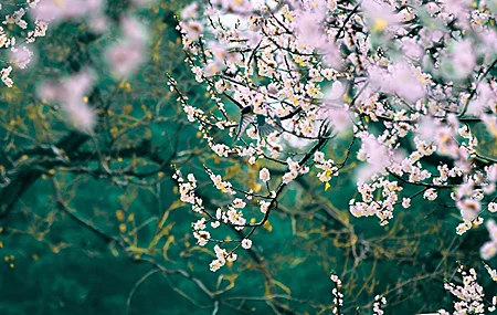 自然 风景 花卉 景深 4K壁纸