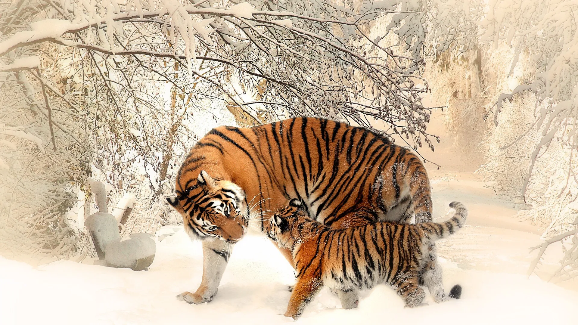 动物 自然 老虎 幼虎 冬天 雪 野生动物 摄影 猫 哺动物 大猫 4K壁纸