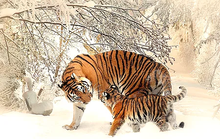 动物 自然 老虎 幼虎 冬天 雪 野生动物 摄影 猫 哺动物 大猫 4K壁纸