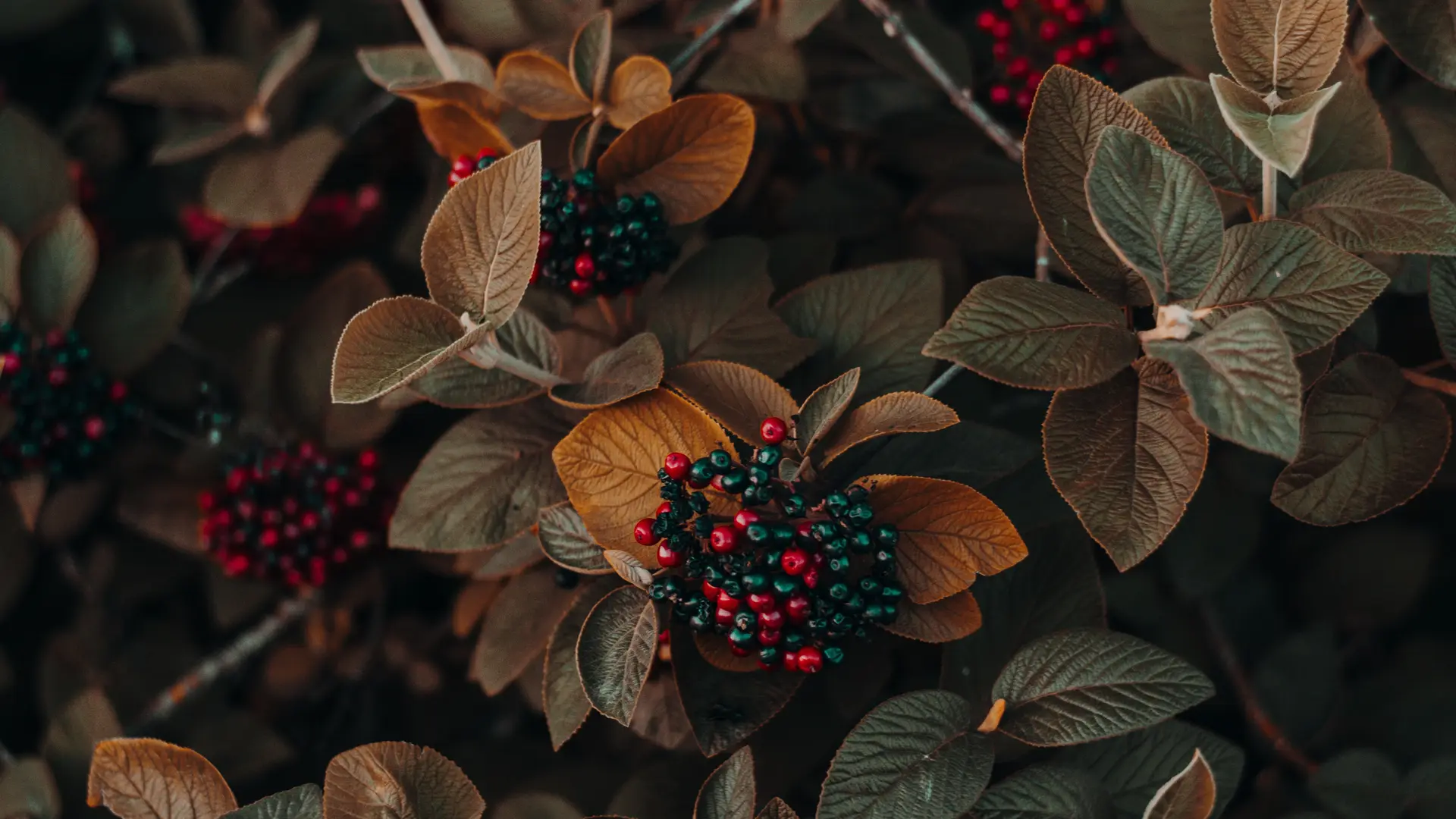 鲜花 浆果 植物 自然 4K壁纸