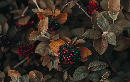 鲜花 浆果 植物 自然 4K壁纸