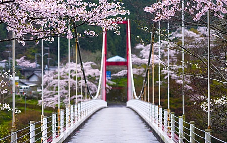 自然 树木 桥梁 樱花 雨 索桥 景深 摄影 花卉 4K壁纸