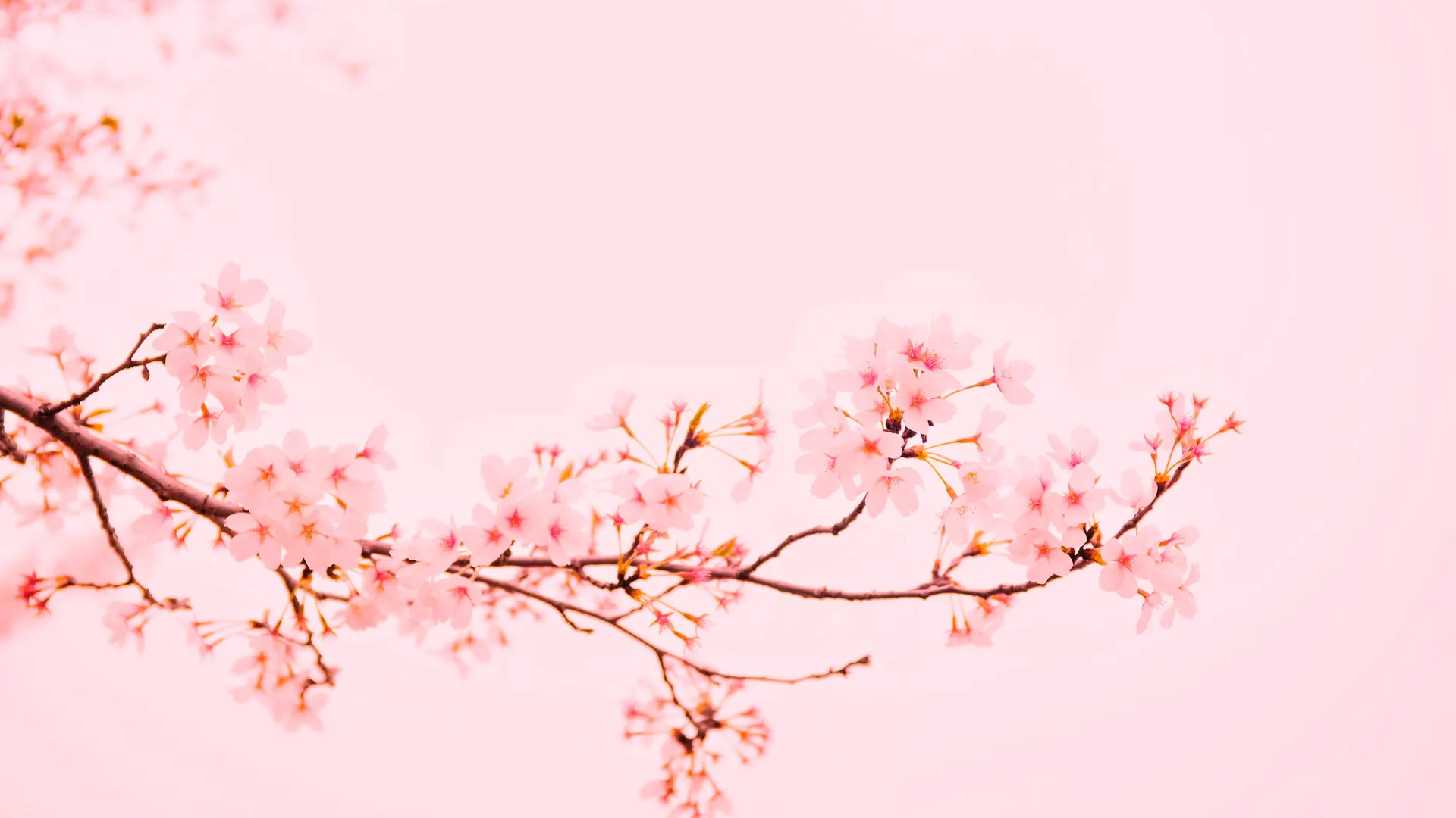 樱花 粉色 背景 树枝 简单背景 明亮 花朵 自然 4K壁纸