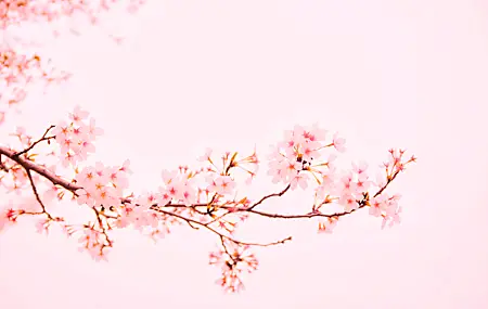 樱花 粉色 背景 树枝 简单背景 明亮 花朵 自然 4K壁纸