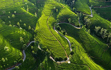 自然 景观 道路 树木 农场 田野 茶树 4K壁纸