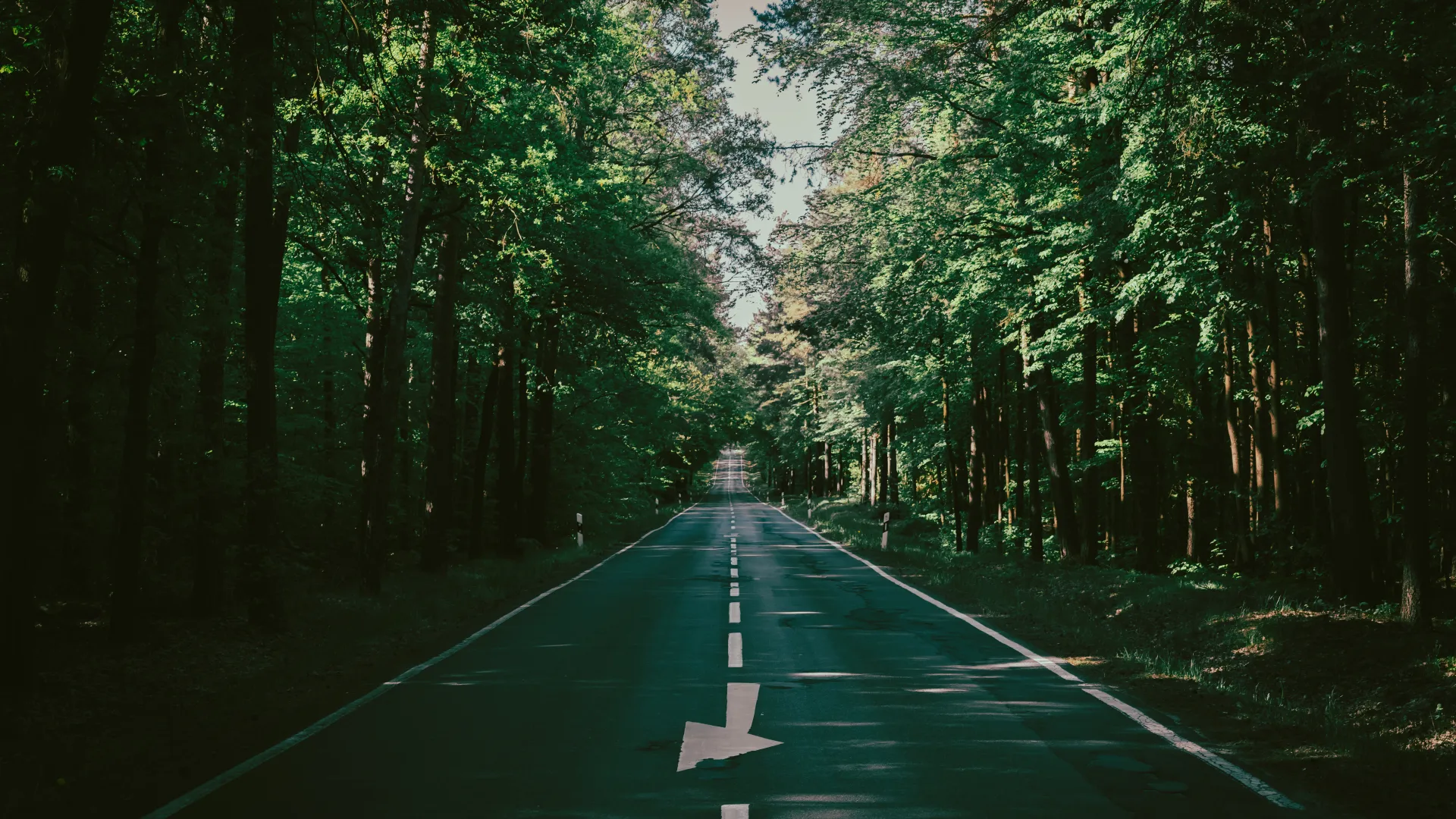 道路 森林 高速公路 户外 自然 风景 日光 树木 路径 复古 摄影 夏天 绿色 丁香 8K壁纸