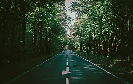道路 森林 高速公路 户外 自然 风景 日光 树木 路径 复古 摄影 夏天 绿色 丁香 8K壁纸