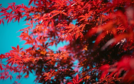 树叶 自然 天空 春天 散景 树木 红色 晴朗 天空 摄影 户外 红叶 阳光 枫叶 枫树 8K壁纸