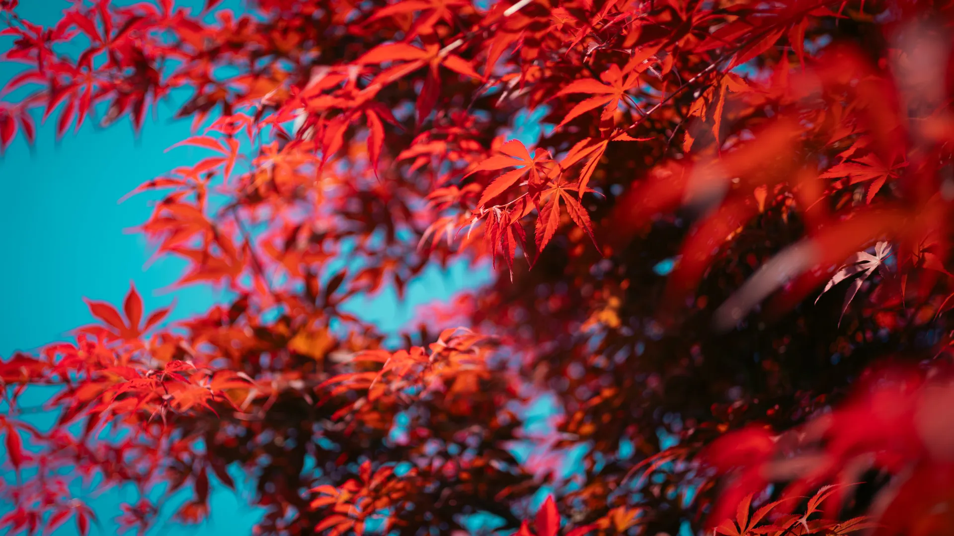 树叶 自然 天空 春天 散景 树木 红色 晴朗 天空 摄影 户外 红叶 阳光 枫叶 枫树 8K壁纸