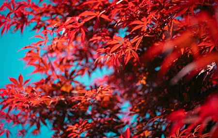树叶 自然 天空 春天 散景 树木 红色 晴朗 天空 摄影 户外 红叶 阳光 枫叶 枫树 8K壁纸
