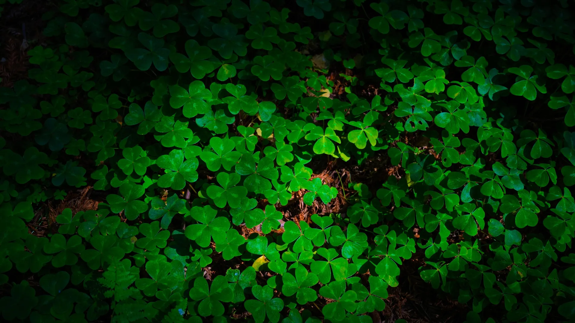 自然 绿色 三叶草 植物 4K壁纸