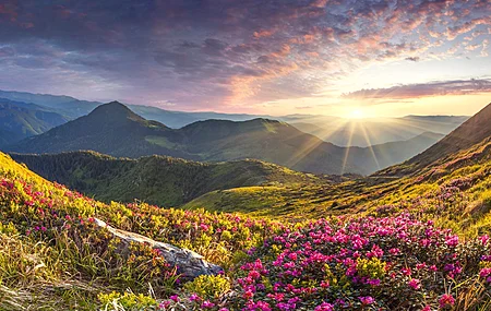 自然 风景 山脉 花朵 杜鹃 石头 日出 天空 云 