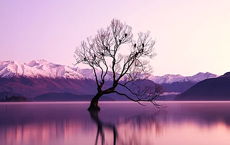 自然 紫色 水 树木 倒影 瓦纳卡湖 湖 新西兰 山脉 风景 雪峰 