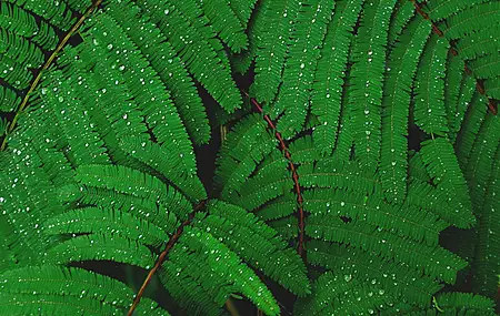 叶子 自然 植物 水滴 