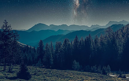 风景 森林 自然 树木 星星 星夜 银河