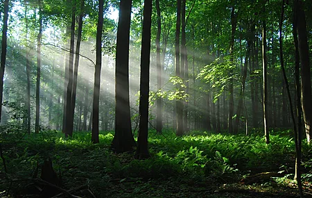 森林 阳光 树木 阳光 自然 蕨类 