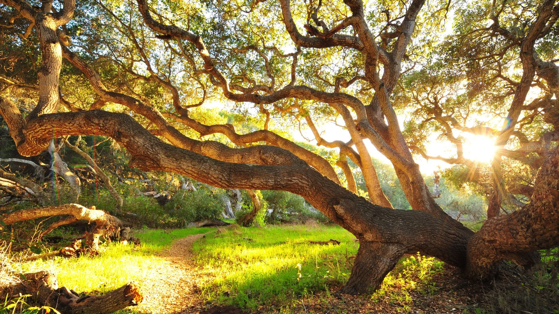 树木 风景 植物 阳光 小路 树枝 生机勃勃 自然