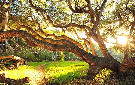 树木 风景 植物 阳光 小路 树枝 生机勃勃 自然 