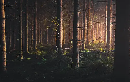 树 森林  森林深处 景色