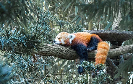 自然 树木 绿色 木材 树枝 动物 睡眠 哺乳动物 小熊猫 