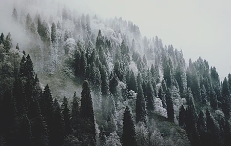 风景 冬季 雪 森林 树木 摄影 自然 寒冷 