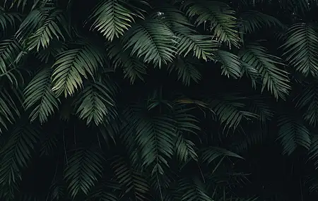 叶子 绿色 植物 自然 户外 