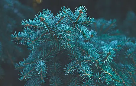 植物 波克 松树 蓝绿色 树木 