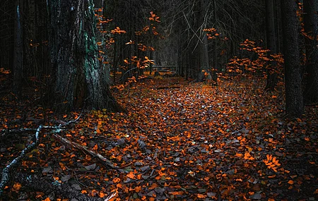 森林 树叶 树木 电脑壁纸 8K壁纸