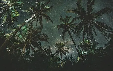大自然 星夜 夜晚 棕榈树 黑暗  电脑壁纸 4K壁纸