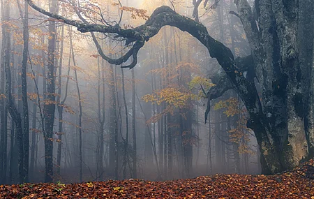 自然 落叶 薄雾 树木  电脑壁纸 4K壁纸