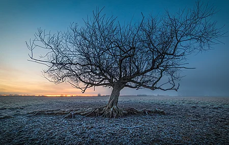 户外 冬季 寒冷 霜冻 风景 天空 树木 自然 画中画  电脑壁纸 4K壁纸