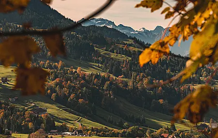 森林 树木 松树 秋天 薄雾 山景  电脑壁纸 4K壁纸