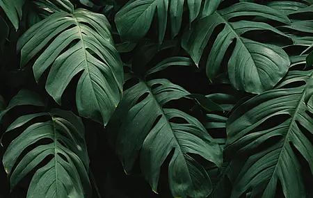 植物 绿色 自然 摄影 阴影  电脑壁纸 4K壁纸