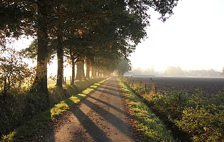 自然 路径 早晨 秋天  电脑壁纸 4K壁纸