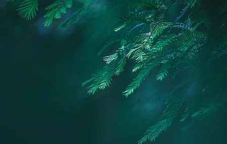 绿色 植物 树木 松树 特写 自然  电脑壁纸 4K壁纸