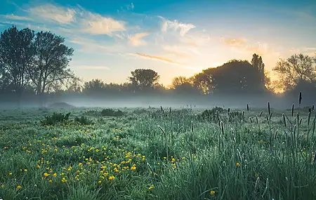 风景 田野 日出 薄雾 自然 花朵 树木 植物 阳光 户外  电脑壁纸 4K壁纸
