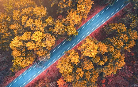 森林 道路 秋天 自然 橙色 顶视图 鸟瞰图 阳光 树叶 树木 电脑壁纸 4K壁纸