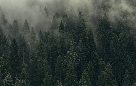 森林 薄雾 树木 自然 绿色 松树  电脑壁纸 4K壁纸