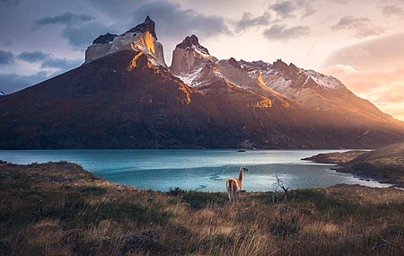 智利 瓜纳科 风景 自然 巴塔哥尼亚 摄影 日出 野生动物  电脑壁纸 4K壁纸