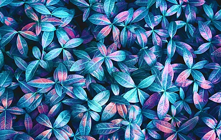 植物 叶子 粉色 蓝色 紫色 细节 抽象  电脑壁纸 4K壁纸