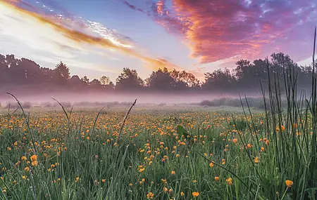 草 雾 云 自然 植物 天空 花 电脑壁纸 4K壁纸