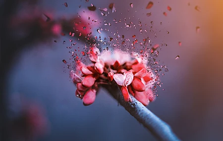 樱花 碎片 玻璃 微距 花  电脑壁纸 4K壁纸