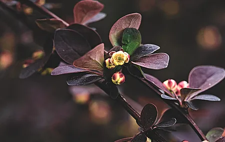 花 景深 摄影 树叶 植物 树枝 自然 特写 分支  电脑壁纸 4K壁纸