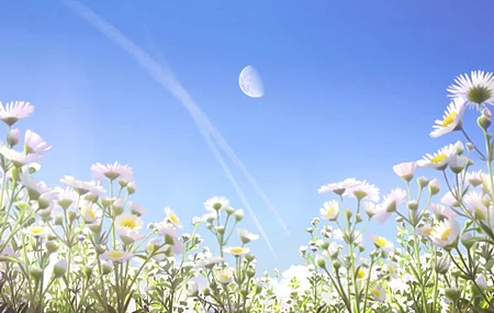 Hello World 风景 雏菊 动漫截图 电脑壁纸 4K壁纸