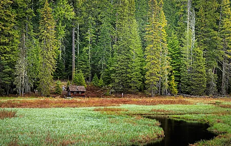 沼泽 绿色 森林 小屋 松树 深林 美国 电脑壁纸 4K壁纸