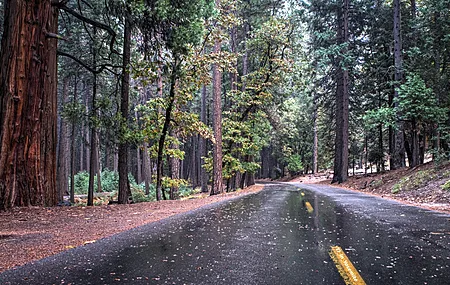 树 道路 红杉 松树 森林 沥青 户外 植物 电脑壁纸 4K壁纸