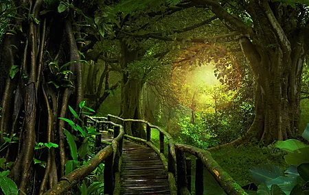 森林丛林 树木桥梁 阳光植物 电脑壁纸 4K壁纸