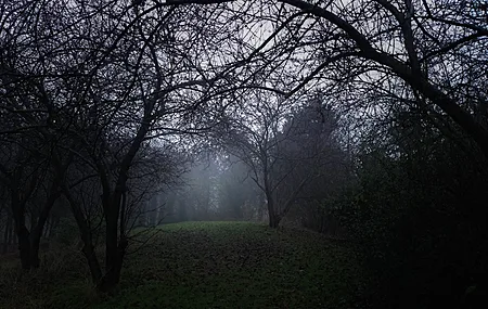 自然 森林 森林开垦 薄雾 秋天 电脑壁纸 4K壁纸