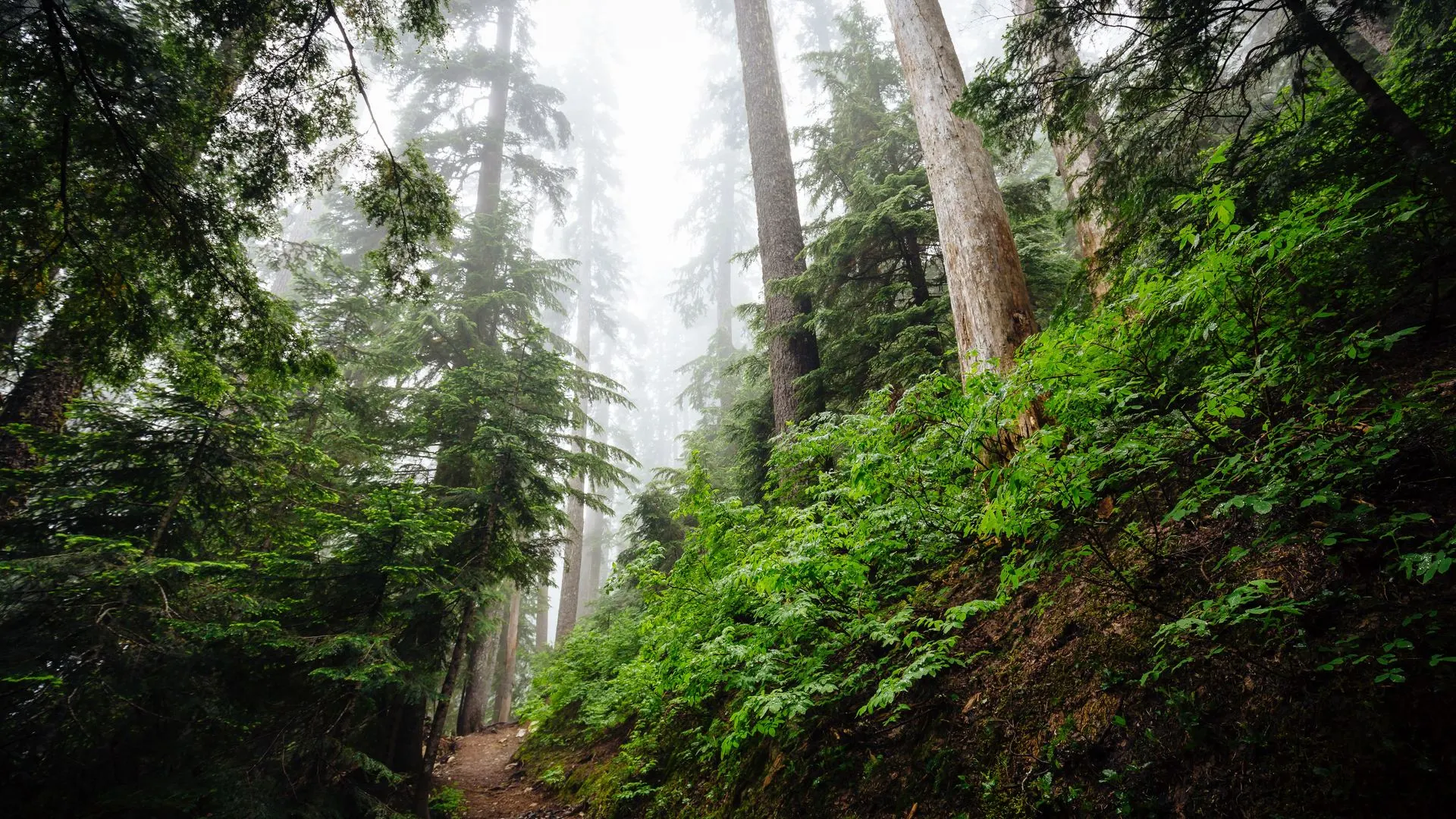 斯诺夸尔米山口 美国 树木 景观 电脑壁纸 4K壁纸
